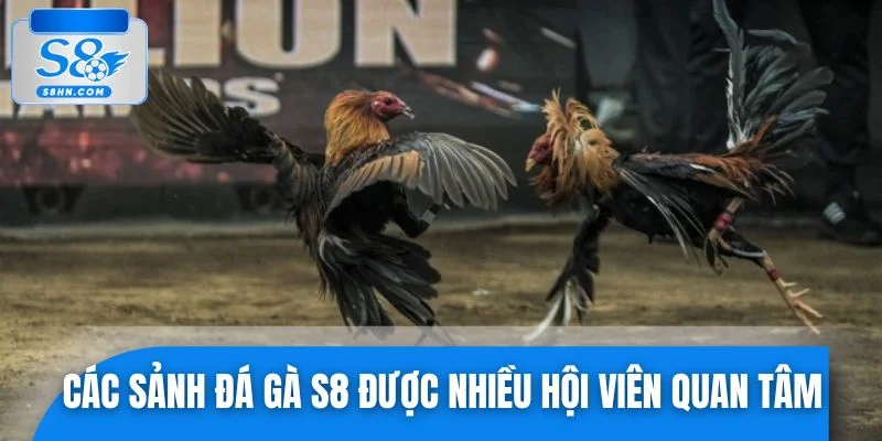 Các sảnh đá gà S8 được nhiều hội viên quan tâm