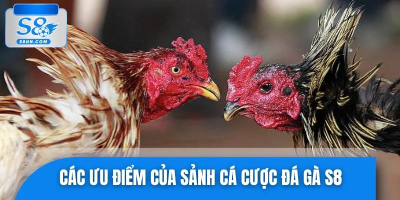 Các ưu điểm của sảnh cá cược đá gà S8