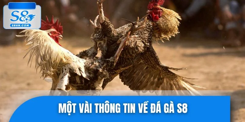 Một vài thông tin về đá gà S8